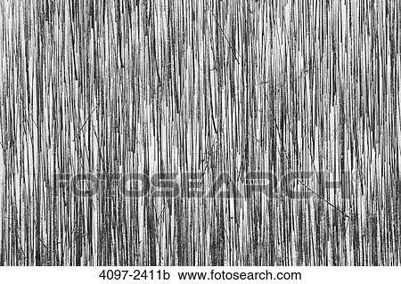 Stock Image - Burnt trees after forest fire, Kootenay National Park, Canadian Rockies, British Columbia, Canada. Fotosearch