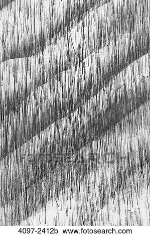 Stock Image - Burnt trees after forest fire, Kootenay National Park, Canadian Rockies, British Columbia, Canada. Fotosearch