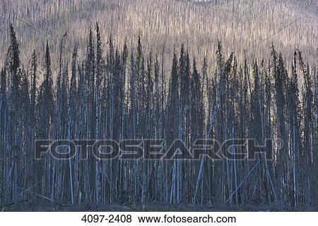 Burnt trees after forest fire, Kootenay National Park, Canadian Rockies, British Columbia, Canada View Large Photo Image Stock Photo - Burnt trees after forest fire, Kootenay National Park, Canadian Rockies, British Columbia, Canada. Fotosearch