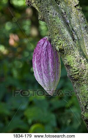 Cacao pod (Theobroma cacao) on a tree, Finca Cholula, Comalcalco, Tabasco, Mexico View Large Photo Image Stock Photo - Cacao pod (Theobroma cacao) on a tree, Finca Cholula, Comalcalco, Tabasco, Mexico. Fotosearch