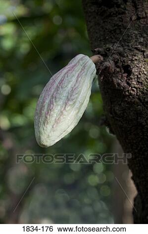 Stock Photograph - Cacao pod (Theobroma cacao) on a tree, Finca Cholula, Comalcalco, Tabasco, Mexico. Fotosearch