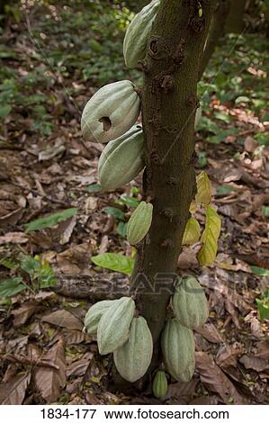 Stock Photo - Cacao pods (Theobroma cacao) on a tree, Finca Cholula, Comalcalco, Tabasco, Mexico. Fotosearch