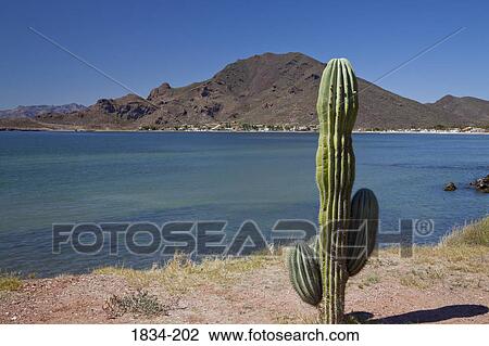 Stock Image - Cactus on the beach with a mountain in the background, Sea of Cortez, Guaymas, Sonora, Mexico. Fotosearch