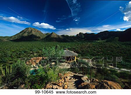 Stock Photography - Cactus plants in a field, Cabo San Lucas, Baja California, Mexico. Fotosearch