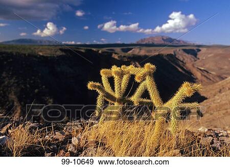 Cactus plants on a hill, Cabo San Lucas, Baja California, Mexico View Large Photo Image Stock Photo - Cactus plants on a hill, Cabo San Lucas, Baja California, Mexico. Fotosearch