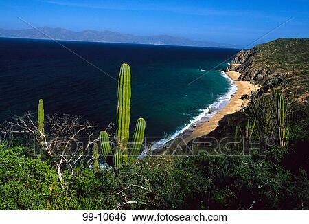 Cactus plants on the coast, Rancho Las Cruces, Cabo San Lucas, Baja California, Mexico View Large Photo Image Stock Photograph - Cactus plants on the coast, Rancho Las Cruces, Cabo San Lucas, Baja California, Mexico. Fotosearch