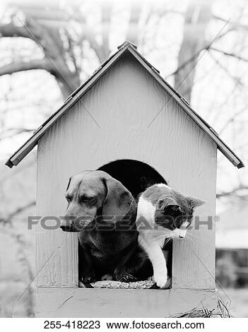 Stock Image - Cat and dog in doghouse. Fotosearch