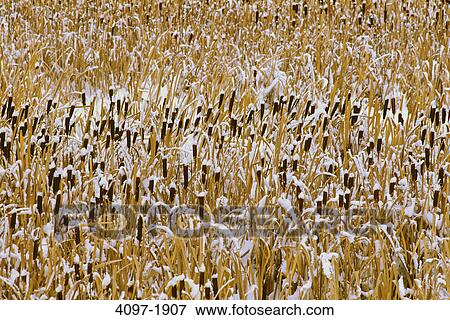Cattails in a field, Jasper National Park, Alberta, Canada View Large Photo Image Stock Photo - Cattails in a field, Jasper National Park, Alberta, Canada. Fotosearch