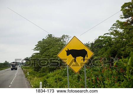 Cattle crossing sign at the roadside, Tabasco, Mexico View Large Photo Image Stock Image - Cattle crossing sign at the roadside, Tabasco, Mexico. Fotosearch