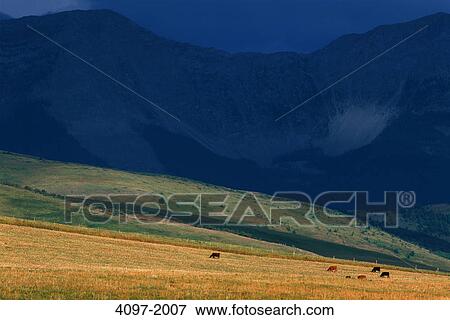 Stock Photo - Cattle grazing in a field, Alberta, Canada. Fotosearch