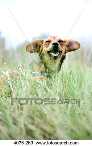 Chiweenie dog in a field View Large Photo Image Stock Photo - Chiweenie dog in a field. Fotosearch