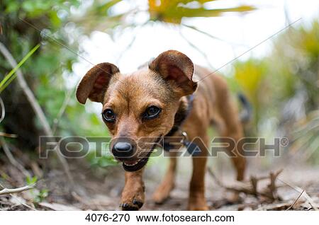 Chiweenie dog walking in a field View Large Photo Image Stock Image - Chiweenie dog walking in a field. Fotosearch