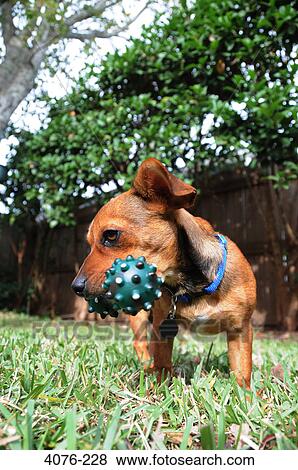 Chiweenie playing with a dog bone View Large Photo Image Stock Photo - Chiweenie playing with a dog bone. Fotosearch