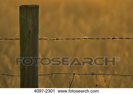 Stock Image - Close-up of a barbed wire fence, Fraser Valley, British Columbia, Canada. Fotosearch