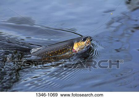 Stock Photo - Close-up of a Brook trout (Salvelinus fontinalis) on a fishing line. Fotosearch