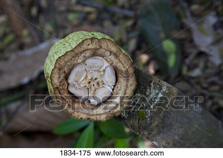 Close-up of a Cacao pod (Theobroma cacao), Finca Cholula, Comalcalco, Tabasco, Mexico View Large Photo Image Stock Photography - Close-up of a Cacao pod (Theobroma cacao), Finca Cholula, Comalcalco, Tabasco, Mexico. Fotosearch