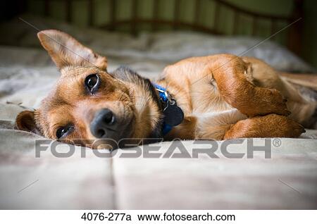 Close-up of a Chiweenie dog lying on the bed View Large Photo Image Stock Image - Close-up of a Chiweenie dog lying on the bed. Fotosearch