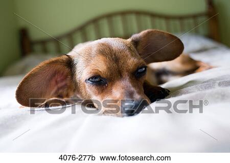 Stock Image - Close-up of a Chiweenie dog lying on the bed. Fotosearch