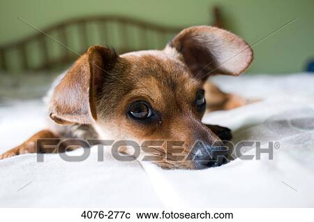 Stock Image - Close-up of a Chiweenie dog lying on the bed. Fotosearch