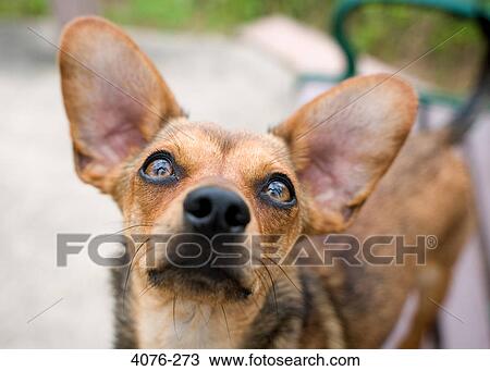 Close-up of a Chiweenie dog View Large Photo Image Stock Image - Close-up of a Chiweenie dog. Fotosearch