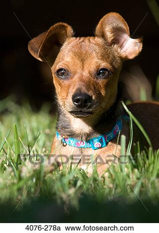 Close-up of a Chiweenie dog View Large Photo Image Stock Image - Close-up of a Chiweenie dog. Fotosearch