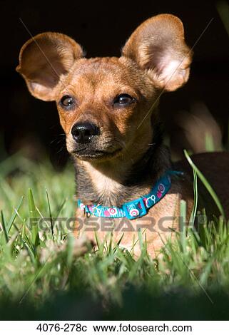 Close-up of a Chiweenie dog View Large Photo Image Stock Image - Close-up of a Chiweenie dog. Fotosearch