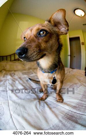 Close Up Of A Chiweenie Dog With Hybrid Of Chihuahua And Dachshund