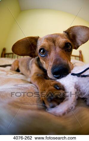 Close-up of a Chiweenie dog with hybrid of Chihuahua and Dachshund View Large Photo Image Stock Image - Close-up of a Chiweenie dog with hybrid of Chihuahua and Dachshund. Fotosearch