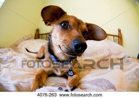 Close-up of a Chiweenie dog with hybrid of Chihuahua and Dachshund View Large Photo Image Stock Image - Close-up of a Chiweenie dog with hybrid of Chihuahua and Dachshund. Fotosearch