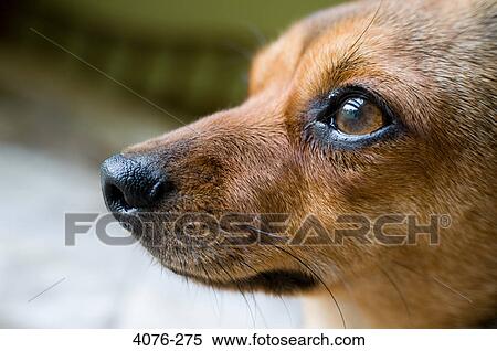Close-up of a Chiweenie dog with hybrid of Chihuahua and Dachshund View Large Photo Image Stock Photography - Close-up of a Chiweenie dog with hybrid of Chihuahua and Dachshund. Fotosearch