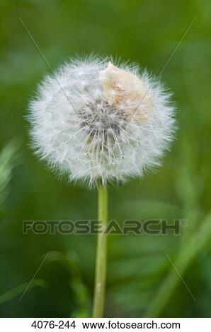 Close-up of a Dandelion leaf, North Carolina, USA View Large Photo Image Picture - Close-up of a Dandelion leaf, North Carolina, USA. Fotosearch