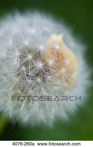 Close-up of a Dandelion leaf, North Carolina, USA View Large Photo Image Stock Image - Close-up of a Dandelion leaf, North Carolina, USA. Fotosearch