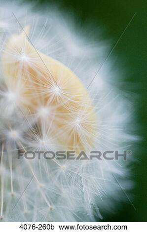 Close-up of a Dandelion leaf, North Carolina, USA View Large Photo Image Stock Image - Close-up of a Dandelion leaf, North Carolina, USA. Fotosearch