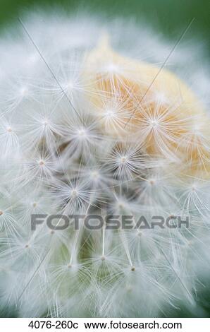 Close-up of a Dandelion leaf, North Carolina, USA View Large Photo Image Stock Image - Close-up of a Dandelion leaf, North Carolina, USA. Fotosearch