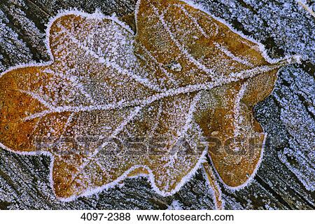 Stock Photo - Close-up of a fallen leaf, Vancouver Island, British Columbia, Canada. Fotosearch