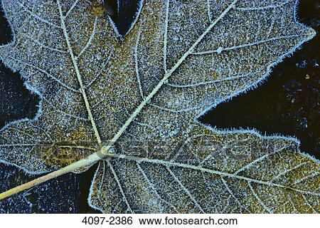 Close-up of a fallen maple leaf, Vancouver Island, British Columbia, Canada View Large Photo Image Stock Photograph - Close-up of a fallen maple leaf, Vancouver Island, British Columbia, Canada. Fotosearch