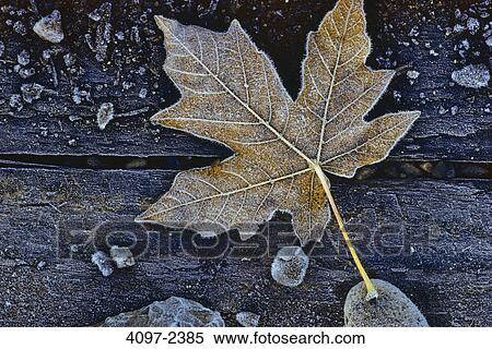 Stock Photography - Close-up of a fallen maple leaf, Vancouver Island, British Columbia, Canada. Fotosearch