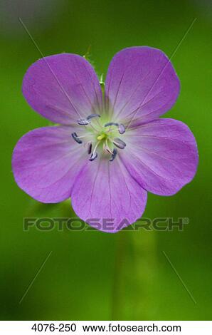 Stock Image - Close-up of a flower, North Carolina, USA. Fotosearch