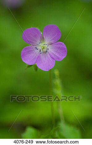 Close-up of a flower, North Carolina, USA View Large Photo Image Stock Photo - Close-up of a flower, North Carolina, USA. Fotosearch