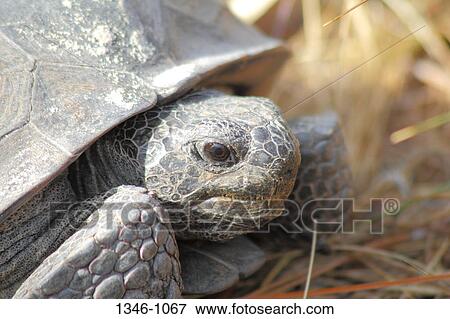 Close-up of a Gopher tortoise (Gopherus polyphemus), Florida, USA View Large Photo Image Stock Photo - Close-up of a Gopher tortoise (Gopherus polyphemus), Florida, USA. Fotosearch