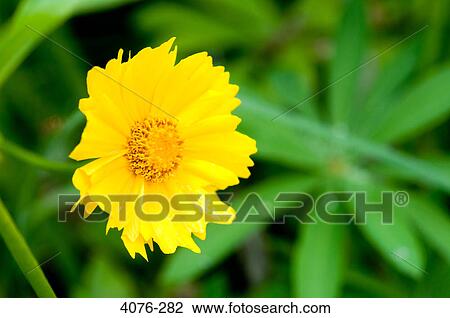 Close-up of a Lakeside Daisy (Hymenoxys herbacea) flower View Large Photo Image Stock Image - Close-up of a Lakeside Daisy (Hymenoxys herbacea) flower. Fotosearch