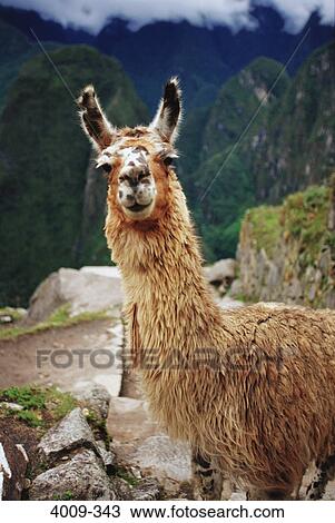 Stock Image - Close-up of a Llama (Lama glama), Machu Picchu, Cusco Region, Peru. Fotosearch