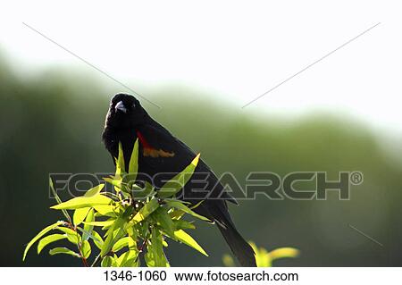 Close-up of a male Red-Winged blackbird (Agelaius phoeniceus) View Large Photo Image Stock Image - Close-up of a male Red-Winged blackbird (Agelaius phoeniceus). Fotosearch