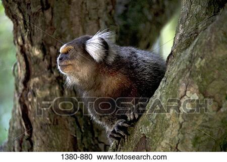 Close-up of a monkey on a tree, Rio de Janeiro Botanical Garden, Rio de Janeiro, Brazil View Large Photo Image Stock Image - Close-up of a monkey on a tree, Rio de Janeiro Botanical Garden, Rio de Janeiro, Brazil. Fotosearch