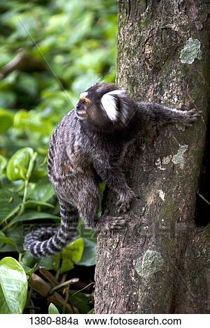 Close-up of a monkey on a tree, Rio de Janeiro Botanical Garden, Rio de Janeiro, Brazil View Large Photo Image Stock Image - Close-up of a monkey on a tree, Rio de Janeiro Botanical Garden, Rio de Janeiro, Brazil. Fotosearch