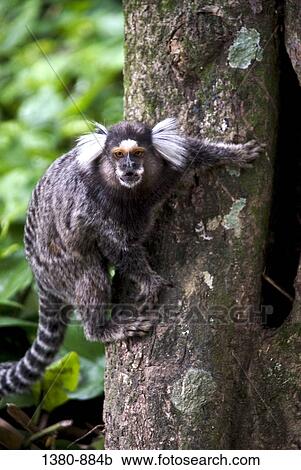 Close-up of a monkey on a tree, Rio de Janeiro Botanical Garden, Rio de Janeiro, Brazil View Large Photo Image Stock Image - Close-up of a monkey on a tree, Rio de Janeiro Botanical Garden, Rio de Janeiro, Brazil. Fotosearch