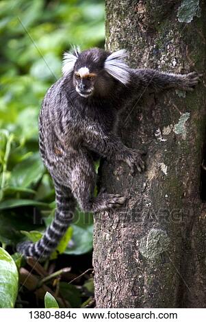 Close-up of a monkey on a tree, Rio de Janeiro Botanical Garden, Rio de Janeiro, Brazil View Large Photo Image Stock Image - Close-up of a monkey on a tree, Rio de Janeiro Botanical Garden, Rio de Janeiro, Brazil. Fotosearch