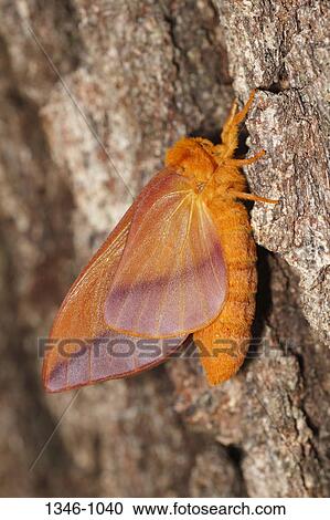 Stock Image - Close-up of a moth just unfolded wings after pupaeing, Florida, USA. Fotosearch