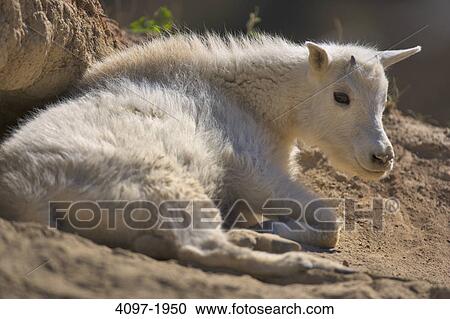 Stock Image - Close-up of a Mountain goat (Oreamnos americanus) sitting, Jasper National Park, Alberta, Canada. Fotosearch