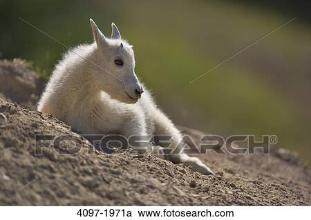 Close-up of a Mountain goat (Oreamnos americanus) sitting, Jasper National Park, Alberta, Canada View Large Photo Image Stock Image - Close-up of a Mountain goat (Oreamnos americanus) sitting, Jasper National Park, Alberta, Canada. Fotosearch